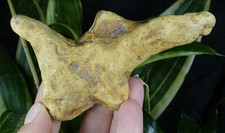 Nodule Silex forme atypique