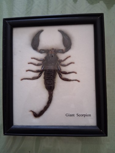 Objet curiosité taxidermie - de,