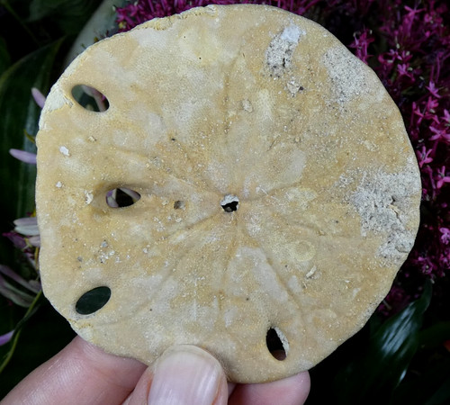Mellita quinquiesperforata - mellita,