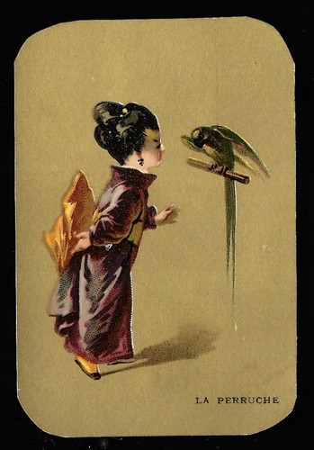 Perruche jeune femme - perruche,