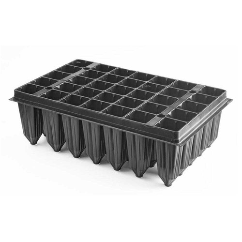 Plaque germination - plaque,