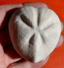 OURSIN FOSSILE CRÉTACÉ DE