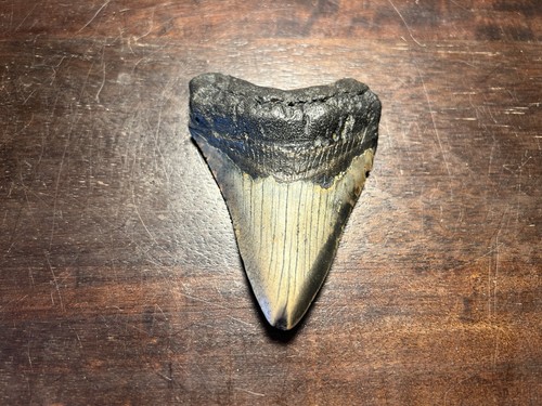 Dent megalodon fossile - megalodon, 100%