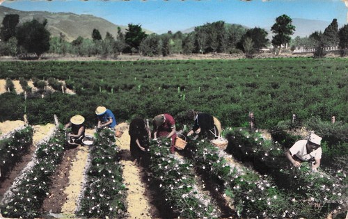 Carte postale ancienne