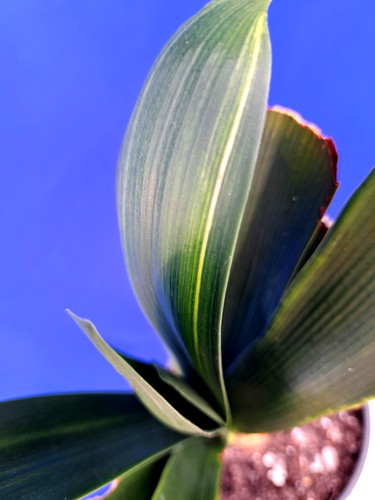 Clivia variegated plant - plant, orange