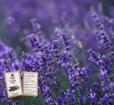 100 Graines - Lavande Vraie -