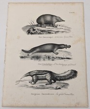 Lithographie :  ECHIDNE - ORNITHORYNQUE PARADOXAL - TAMANOIR. Honneger, 1827