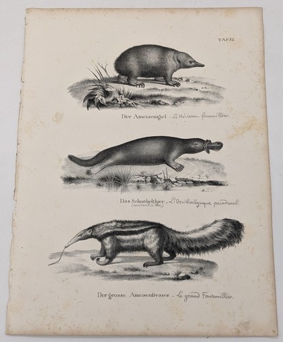 Lithographie echidne - :,