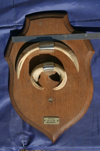 Cornes trophée chasse - de,