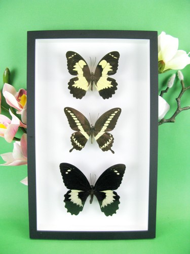 Beaux papillons magnifiques - papillons,