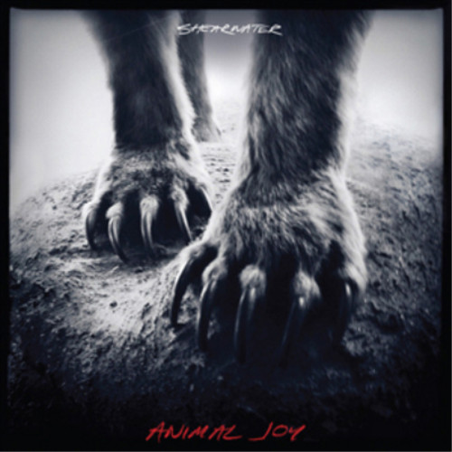 Shearwater animal joy - shearwater,