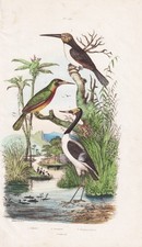 Jabiru Jacamar Oiseaux Oiseau