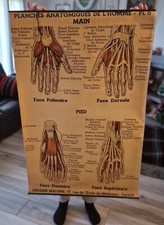 Planche anatomique n° 8 1930