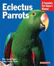 Eclectus Parrots: Everything