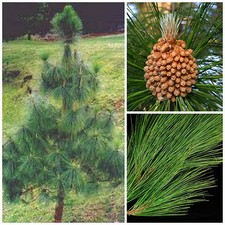 10 graines de Pinus roxburghii