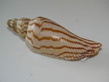 Volute Rupestris 10cm