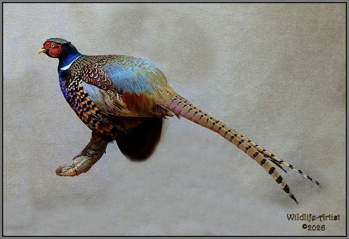Ring necked pheasant taxidermy - ring-necked,