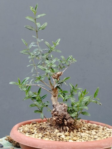 Pré bonsaï olivestre 12 - pré, 30