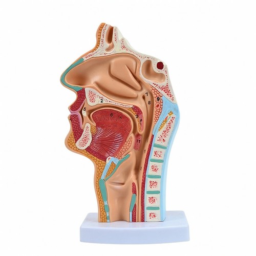 Modèle pharynx détaillé - pharynx,