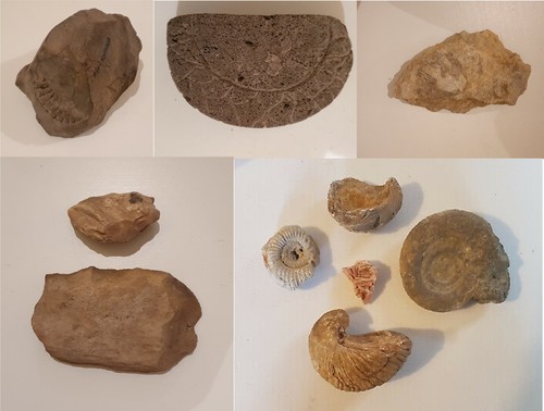 Lot fossiles ammonites - fossiles,,