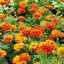Lot De 25 Graines Oeillet D'inde Bonita Double Nain Fleurs Semences Graines Seed