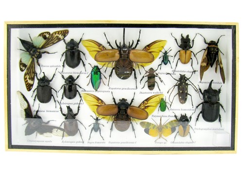 Insectes exotiques réel - 3d,
