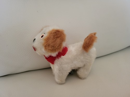 Chien blanc marron avec - chien, blanc/marron