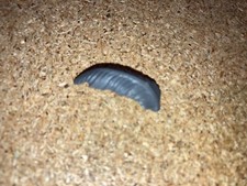 Playmobil Plume De Chapeau Gris Anthracite Belle Epoque 1900 Pirate Medieval