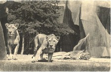 VINCENNES BOIS 153 parc