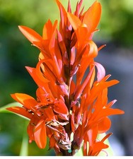 Rhizome Canna Marabout Geant