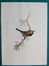 Impression D'Oiseau 1971 Siffleur À Gorge Noire