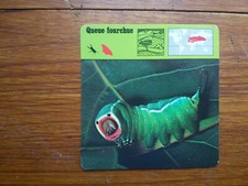 Chenille QUEUE FOURCHUE