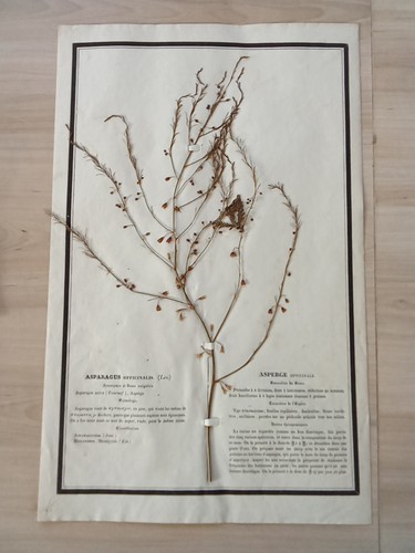 Ancien herbier botanique - herbier,