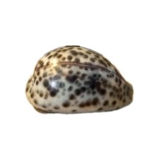 collection coquillage CYPRAEA