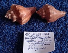 Shell 2 Volegalea cochlidium Seashell 48 et 53 mm, Rares?