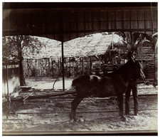 Indochine, Trawmay Hippomobile de Saïgon à Cholon vintage albumen print Tirage