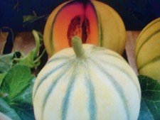 30 GRAINES DE MELON CHARENTAIS