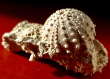 OURSIN FOSSILE CRÉTACÉ DU