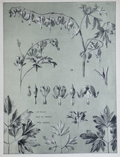 Mathurin MEHEUT et la