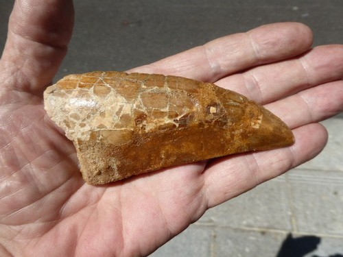 Dent fossilisee - dent,