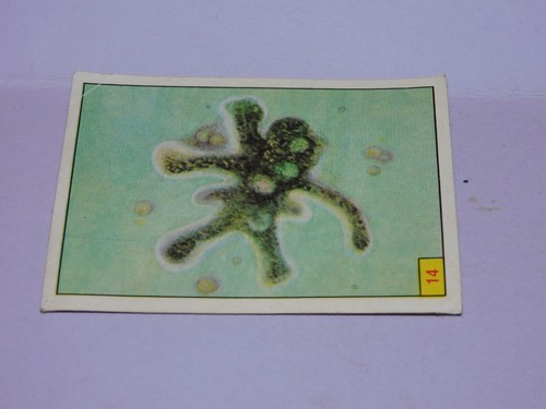 Image panini animaux - panini,