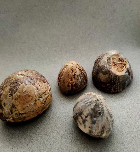 Petit lot echinocorys - lot, d'echinocorys