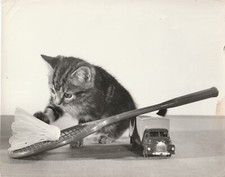 Chat et jeu de Badminton , 3 tirages argentiques by Spillman & Ramsay 1960