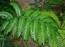 Cyathea rebeccae - Fern spore