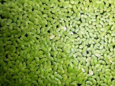 15 cm x 15 cm de lentilles d'eau Lemna Minor plante aquatique flottante aquarium