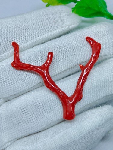 Branche polie corail rouge - en,