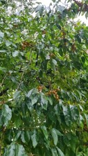 Diospyros Lotus (15 Graines/Seeds)