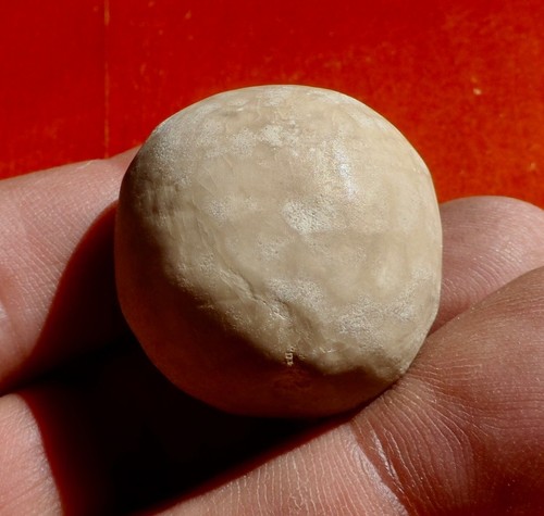 Oursin fossile jurassique - oursin,