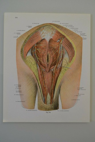Planche anatomie humaine - planche, d'anatomie