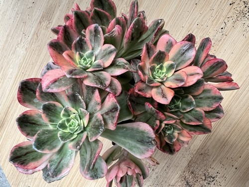 Aeonium green tea lot - tea, .